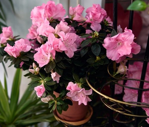 A potted azalea plant with numerous pink flowers is placed among other green foliage.