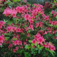 Close-up of a bush with vibrant pink azalea flowers and green leaves, showcasing the dense clusters of blooms.