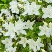 A cluster of white flowers with green leaves in a garden.