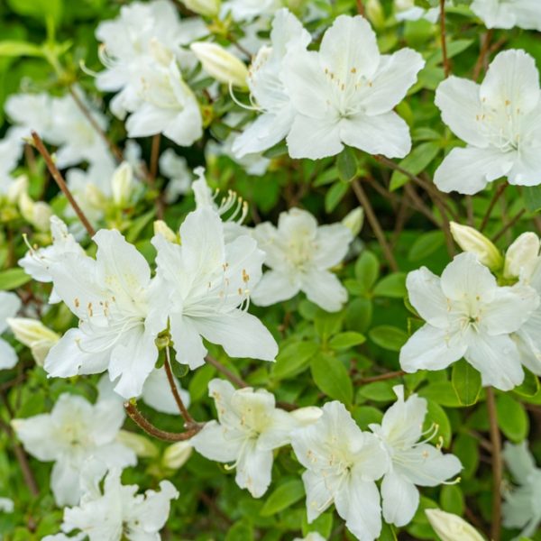 A cluster of white flowers with green leaves in a garden.