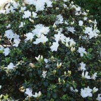 Bush with white flowers and dark green leaves in a garden.