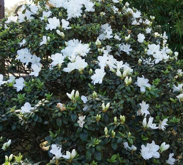 Bush with white flowers and dark green leaves in a garden.