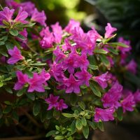 A vibrant bush of pink azalea flowers in full bloom with green leaves.