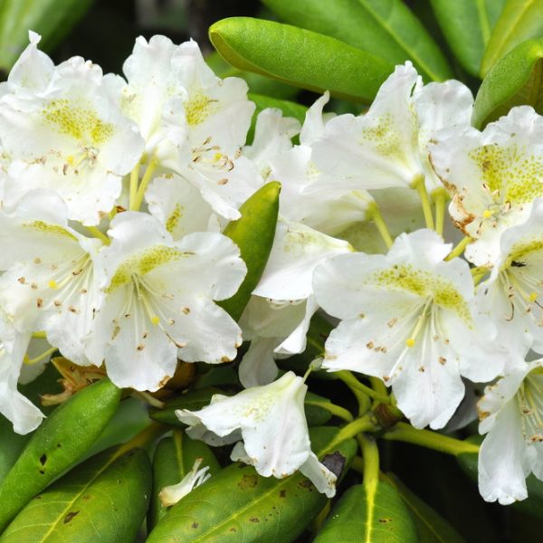 Close-up of white rhododendron flowers with green leaves in the background.