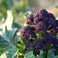 A close-up of Broccoli 'Purple' 4" Pot, showcasing its vibrant purple head and lush green leaves glistening in natural outdoor sunlight.