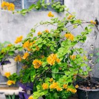 A vibrant Pittosporum 'Perfect Pillar' in a 16" pot, set against a gray wall with a small window above. The lush green leaves and bright orange flowers contrast beautifully with the rough, weathered background.