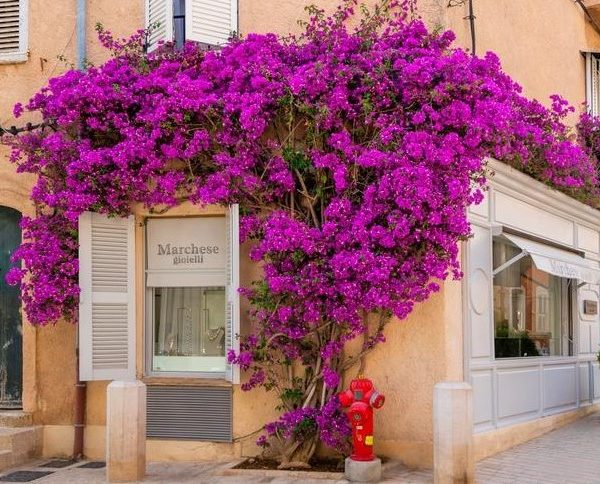 A storefront with a sign "Marchese Gioielli" is adorned with vibrant purple bougainvillea flowers, a red fire hydrant stands in front of it.