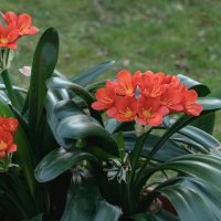 A cluster of orange flowers with long green leaves in an outdoor setting.