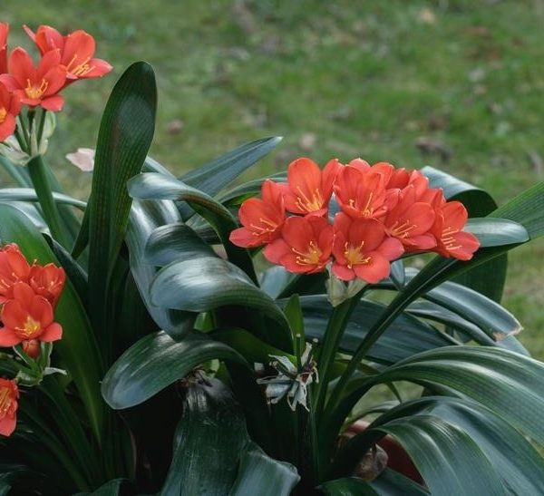 A cluster of orange flowers with long green leaves in an outdoor setting.