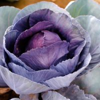 Close-up of a Cabbage 'Red' 4" Pot, showcasing its vibrant purple hue and surrounded by large, layered leaves.
