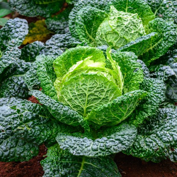 Close-up of Cabbage 'Red' plants growing in the soil, showcasing their large, textured leaves and compact heads, perfect for a 4" pot.