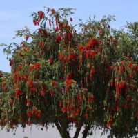 A tree with green foliage and red, brush-like flowers, seen against a blue sky.