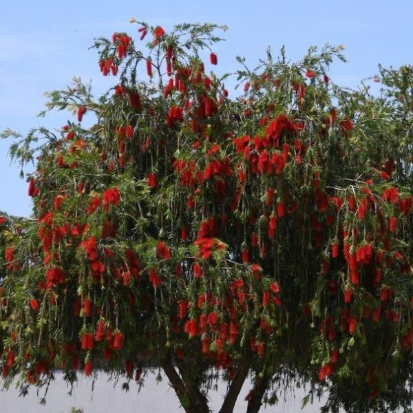 A tree with green foliage and red, brush-like flowers, seen against a blue sky.