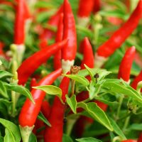 Close-up of a bunch of vibrant red chili peppers growing among green leaves in a garden.