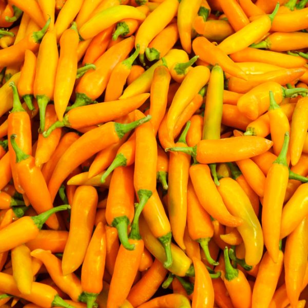 A pile of bright orange Capsicum 'Siam' Chilli Peppers fills the frame, with green stems visible on each pepper from the 4" pot.