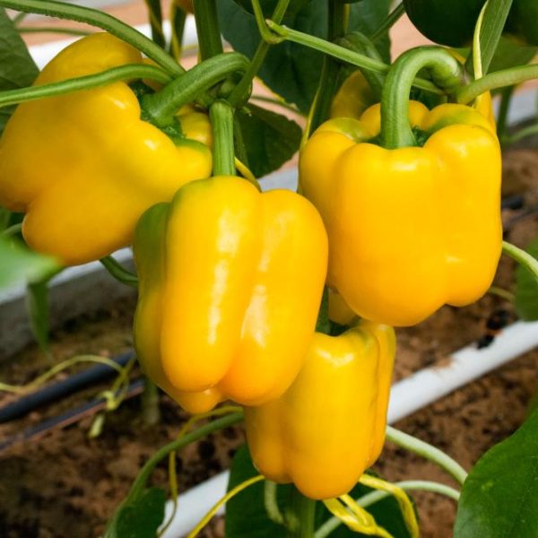 Five 'Golden' bell peppers, a variety of Capsicum from the 4" pots, are growing on a plant with lush green leaves in a garden.