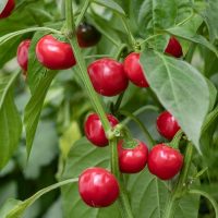 Capsicum 'Red Hot Cherry' Chilli Peppers, also known as Capsicum, growing on a green plant with broad leaves in a 4" pot.