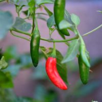 A Capsicum 'Hungarian Black' Chilli Pepper plant in a 4" pot, featuring green foliage and one red Hungarian Black chili pepper hanging from its branches.