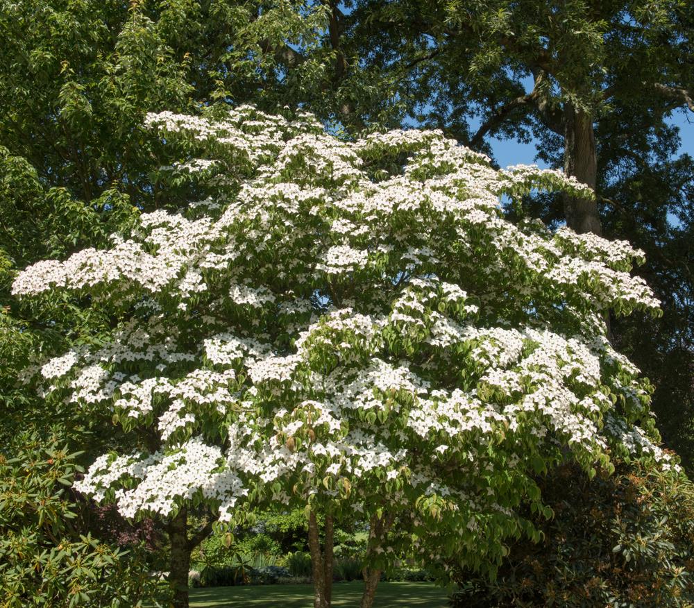 Cornus kousa 'Chinese Dogwood' 16" Pot features a small tree with spreading branches, covered in clusters of white flowers, ideal for bright gardens with lush greenery and tall trees as a backdrop.