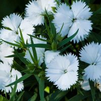 Close-up of several Dianthus 'Wee Willii Sweet William' flowers with fringed petals surrounded by green foliage, perfect for a 4" pot.