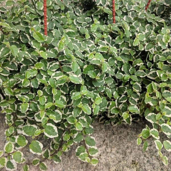 Close-up of a bushy green plant with small leaves featuring white edges, hanging over a concrete surface.