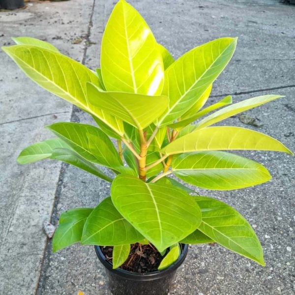 A young potted plant with large, vibrant green leaves is placed on a concrete surface outdoors.