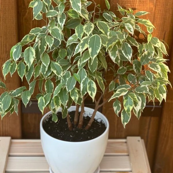 A Ficus 'Starlight' Weeping Fig in a 6" pot, featuring variegated leaves, sits on a wooden surface against a wooden background.