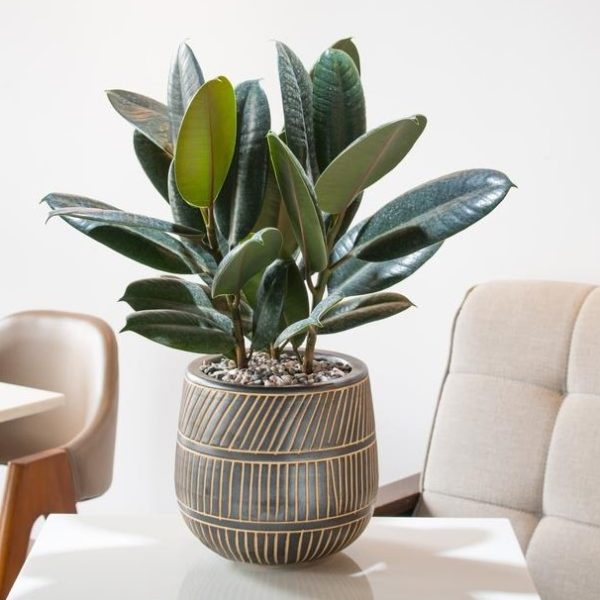 A potted rubber plant with dark green leaves sits on a white table between two beige chairs.