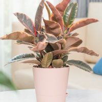 A potted Rubber Plant with variegated leaves in shades of green, brown, and pink sits on a white surface in a well-lit room.
