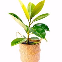 A potted rubber plant with large green leaves in a woven basket container against a white background.