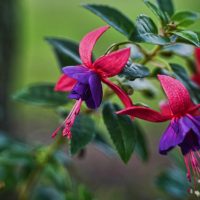 Close-up of two fuchsia flowers with pink and purple petals hanging from a green leafy branch, their vibrant hues reminiscent of the rare Fuchsita stone, set against a blurred background. This beautiful scene features the Fuchsia Fuchsita® 'Red White' in a 6" pot.