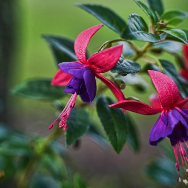 Close-up of two fuchsia flowers with pink and purple petals hanging from a green leafy branch, their vibrant hues reminiscent of the rare Fuchsita stone, set against a blurred background. This beautiful scene features the Fuchsia Fuchsita® 'Red White' in a 6" pot.