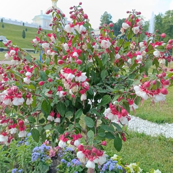 A bush with numerous pink and white flowers is surrounded by a well-maintained garden with colorful plants, a fountain in the background, and some trees visible.