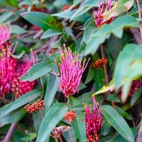The Grevillea 'Crimson Carpet' in a 6" pot features bright pink, long, spiky blooms and green leaves, creating a striking display against a bushy backdrop of foliage and flower buds.