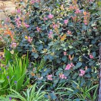In a garden, a lush **Rhaphiolepis 'Rajah' Indian Hawthorn 8" Pot** bush with pink flowers and dark green leaves stands out, surrounded by various other plants. Trees loom gracefully in the background.
