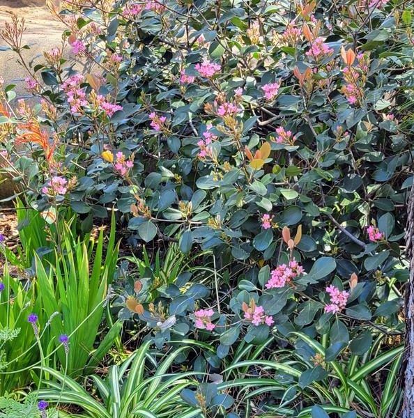 In a garden, a lush **Rhaphiolepis 'Rajah' Indian Hawthorn 8" Pot** bush with pink flowers and dark green leaves stands out, surrounded by various other plants. Trees loom gracefully in the background.