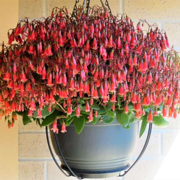 Hanging basket featuring the Kalanchoe 'Freedom Bells' 5", displaying vibrant lush green leaves and clusters of small, red tubular flowers. The background is set against a brick wall bathed in sunlight.