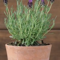 A Lavender 'Little Posie Purple' plant in a 6-inch terracotta pot, showcasing its vibrant purple flowers and lush green leaves, set against a wooden background.
