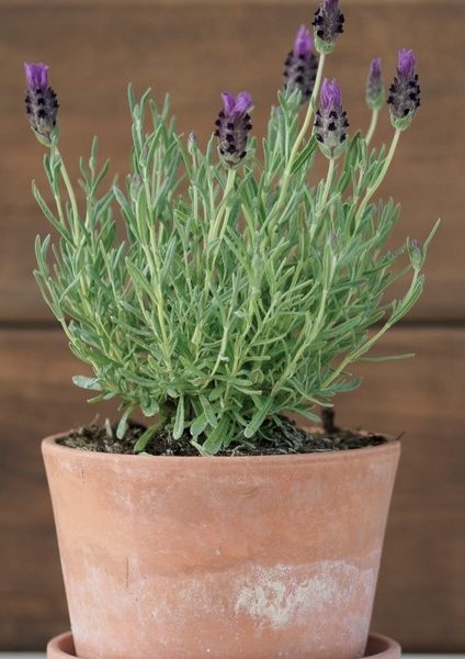 A Lavender 'Little Posie Purple' plant in a 6-inch terracotta pot, showcasing its vibrant purple flowers and lush green leaves, set against a wooden background.
