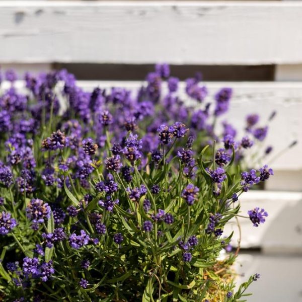 A Lavandula 'Ploughman's Blue' French Lavender 4" Pot, filled with blooming flowers in vibrant hues, is placed in front of a white wooden wall.