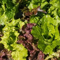 Close-up view of a garden bed with various green and red leafy lettuces growing, including some from the Lettuce 'Caesar Salad Mix' 4" Pot.