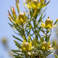 Close-up of a Leucadendron 'Gypsy™ Red' plant with elongated green leaves and small yellowish-green cone-shaped flowers, all set against a clear blue sky. The beauty of this Leucadendron 'Gypsy™ Red' 6" Pot shines through even if it's planted in a simple container.