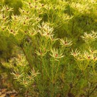Close-up of a bush with thin green leaves and small, round, reddish-brown flowers on multiple branches against a blurred green background.