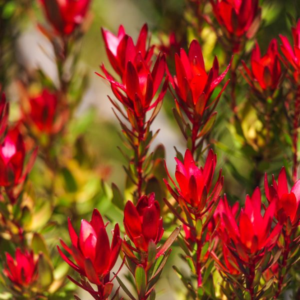 Bright red Leucadendron flowers with green foliage in the background, captured in natural daylight.
