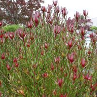 A dense bush with thin green leaves and numerous red-tipped buds grows in front of a row of parked cars on a cloudy day.