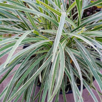 Liriope 'Silverlawn™' 6" Pot