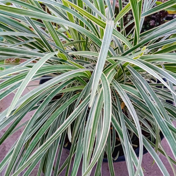 Liriope 'Silverlawn™' 6" Pot