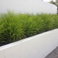 A row of green ornamental grass is planted in a white, raised concrete planter along a white wall.