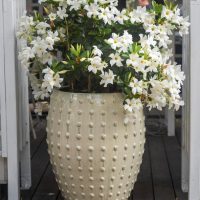 A large, 16-inch cream-colored textured ceramic pot, planted with a Pittosporum 'Perfect Pillar' and blooming white flowers, sits gracefully on a wooden deck.