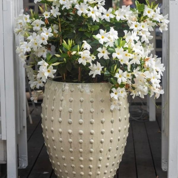 A large, 16-inch cream-colored textured ceramic pot, planted with a Pittosporum 'Perfect Pillar' and blooming white flowers, sits gracefully on a wooden deck.